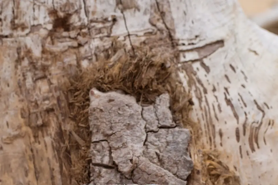 Oléa Ad Sana — photo 4