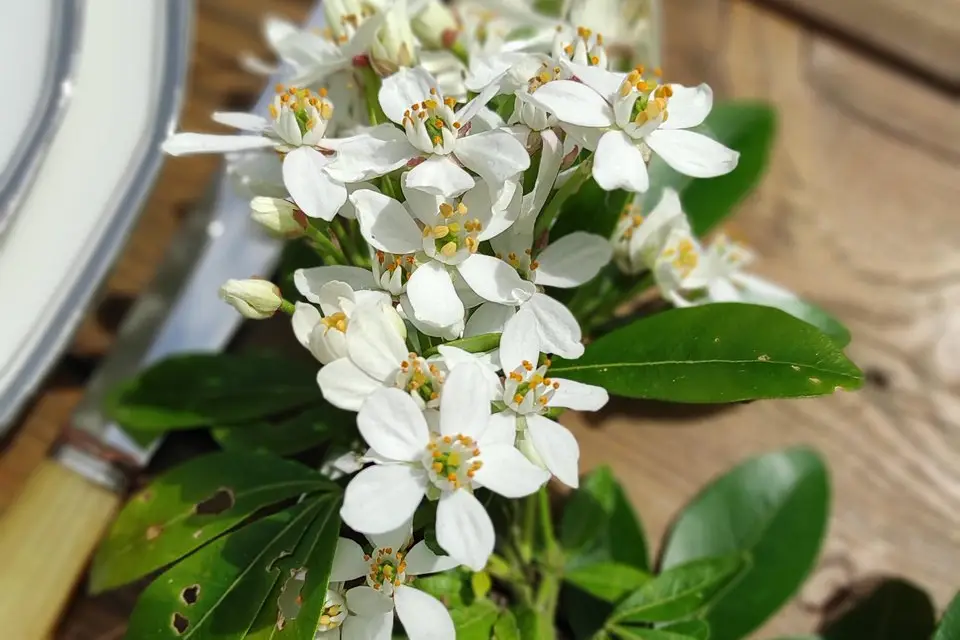 Pauline Chemineau Evènements — photo 6