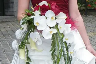 L'Orchidia — photo 1