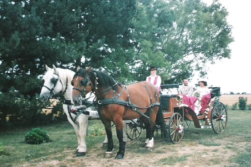 Attelages Solognots — photo 4