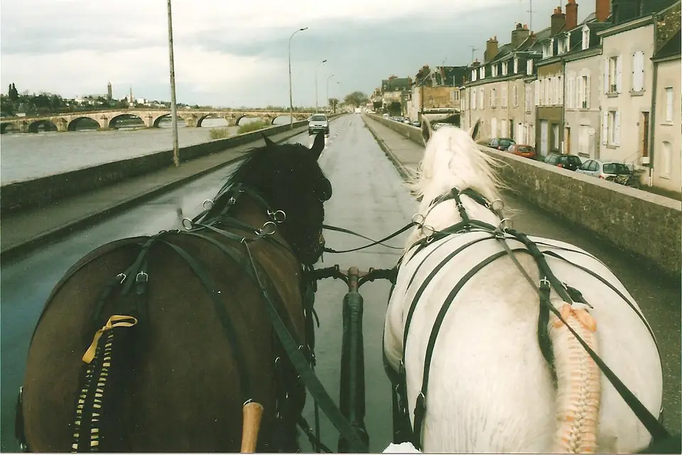 Attelages Solognots — photo 7