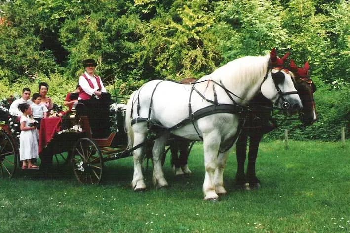 Attelages Solognots — photo 5