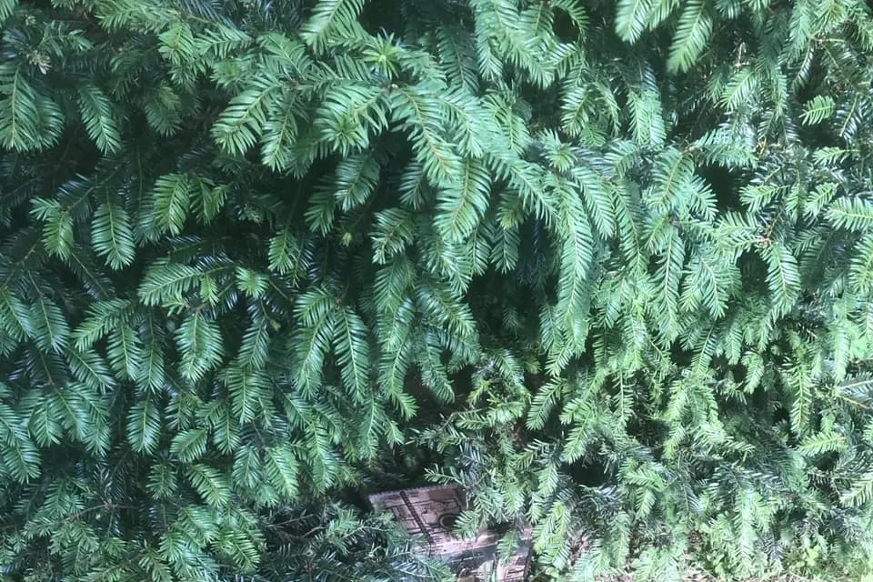 Baby-sitter Mère Fille — photo 5