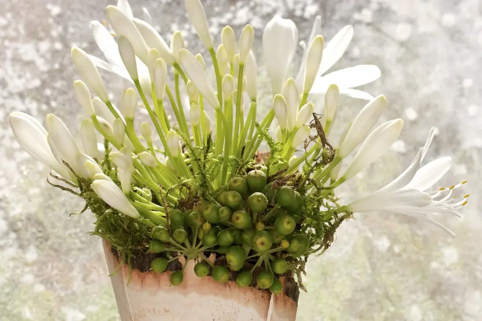 Les Fées Nature — photo 5