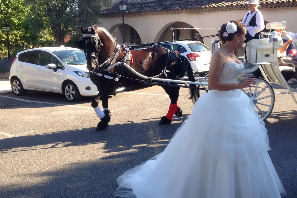 Les Calèches d'Antipolis — photo 4