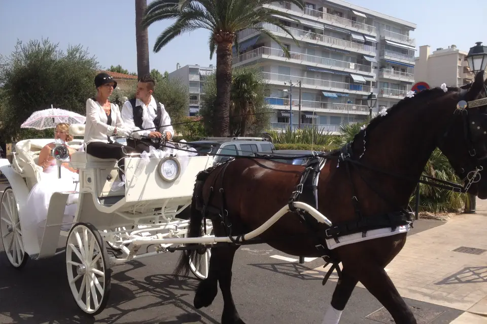 Les Calèches d'Antipolis — photo 2
