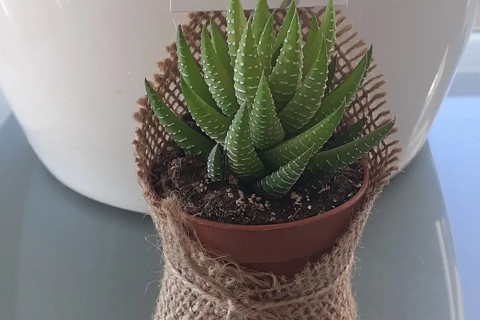 Atelier Kerlouann — photo 4