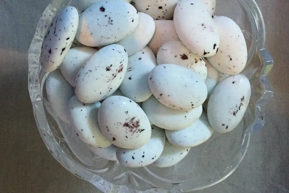 Les Fées Fêtes — photo 2