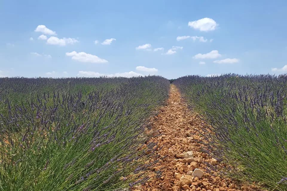 Ventoux Prestige VTC — photo 7