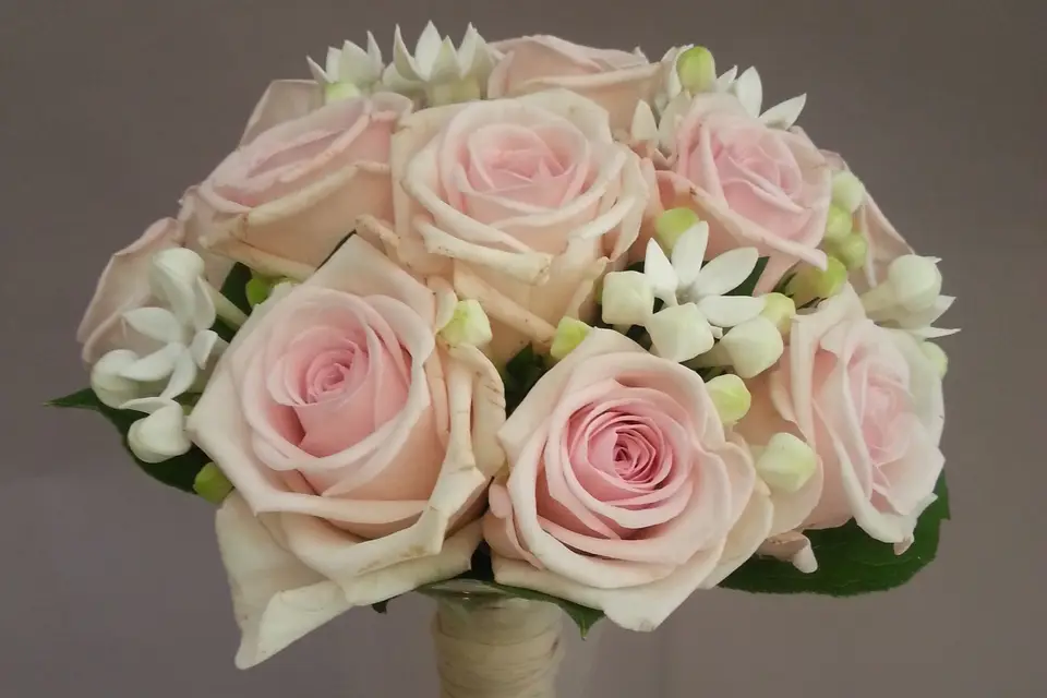 Agapanthe — photo 7