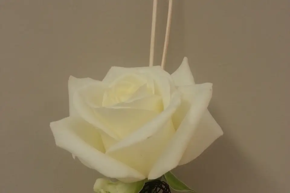 Agapanthe — photo 6