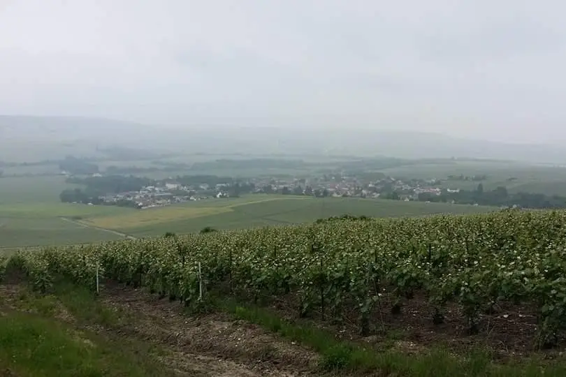 Champagne Serge Cheutin — photo 5