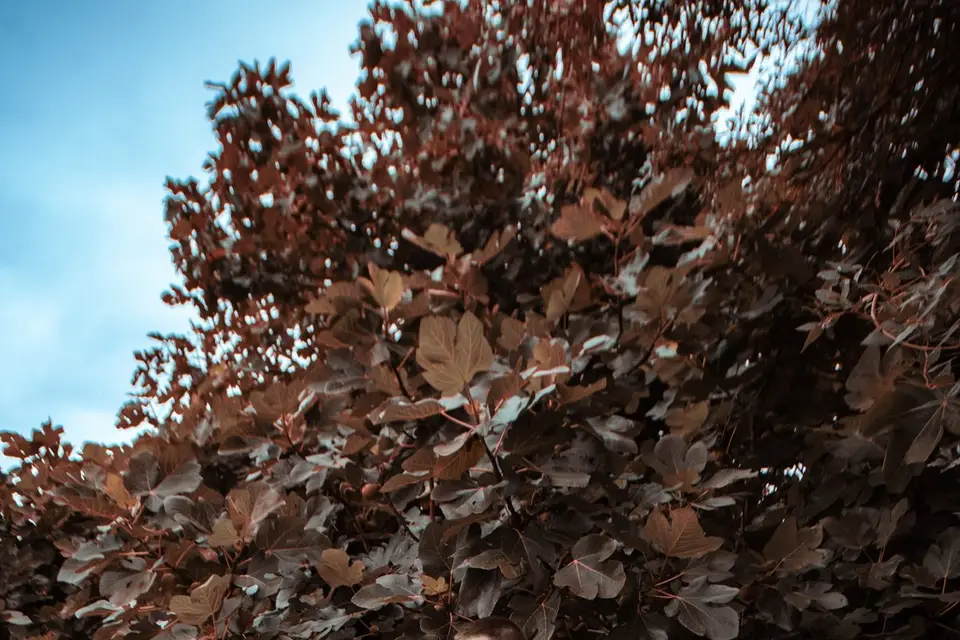 Maku - K - Marc — photo 4