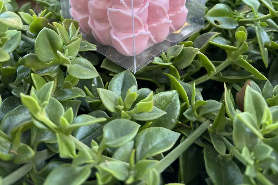 NéA Décoratrice — photo 7