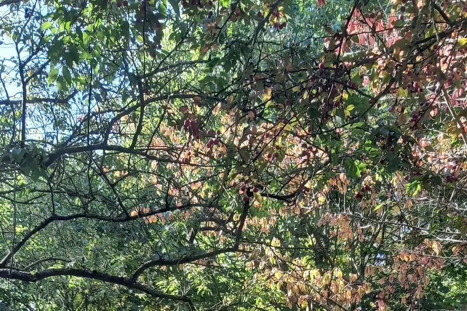 Au Refuge des 3 Ours — photo 9