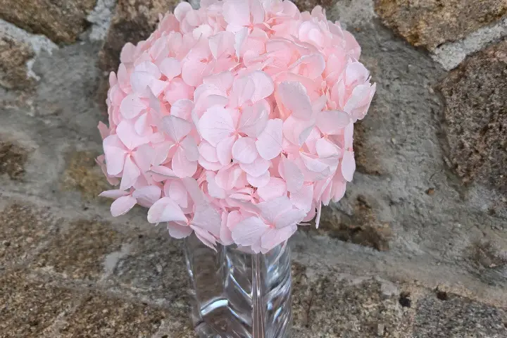 Le Jardin de Sophie — photo 5