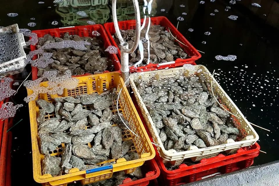 Olivoysters — photo 2