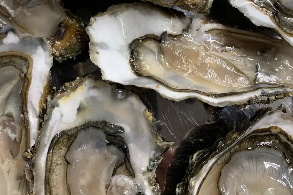 Olivoysters — photo 3