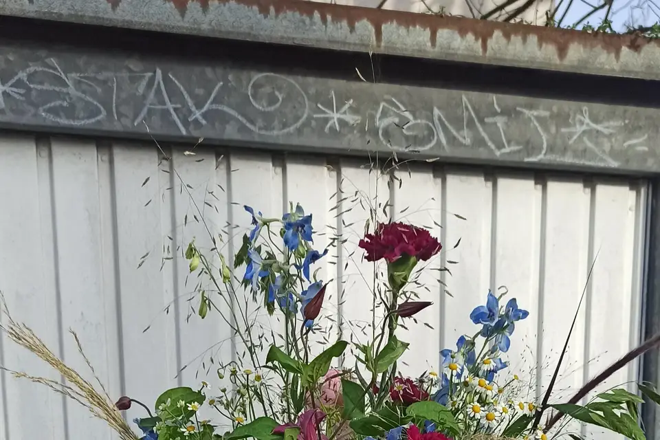 Tulipe Sauvage — photo 8