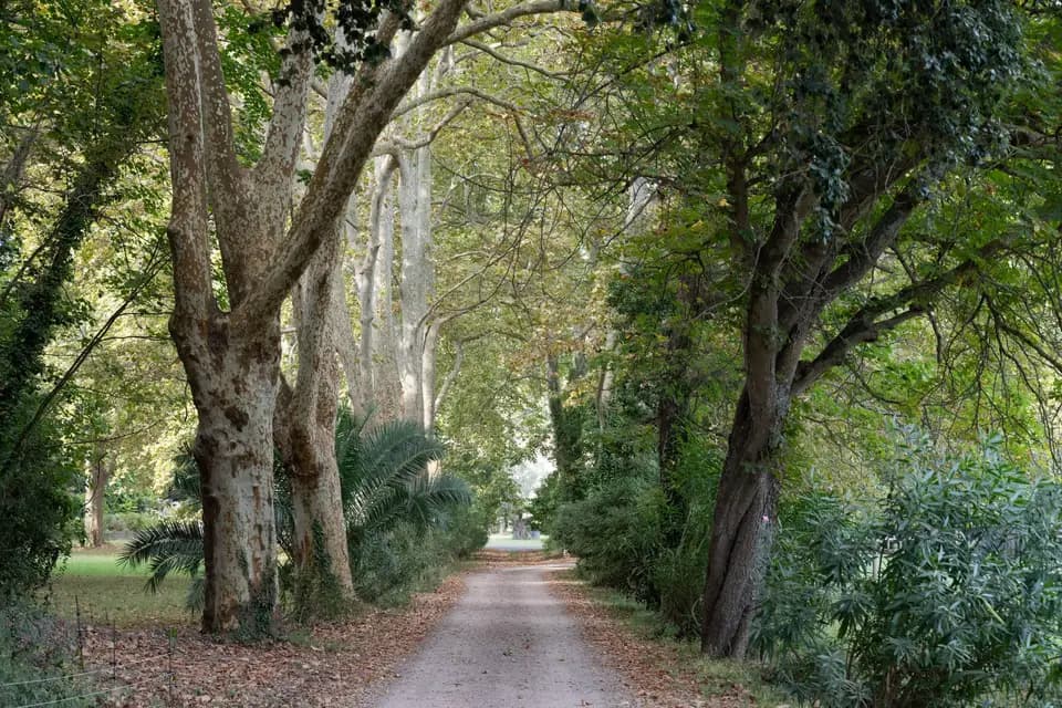 Domaine du Castellas — photo 6