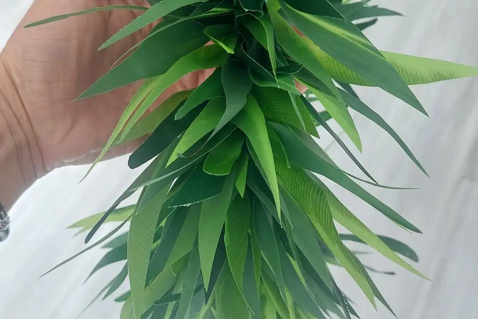 Te Fe'e Nui — photo 2