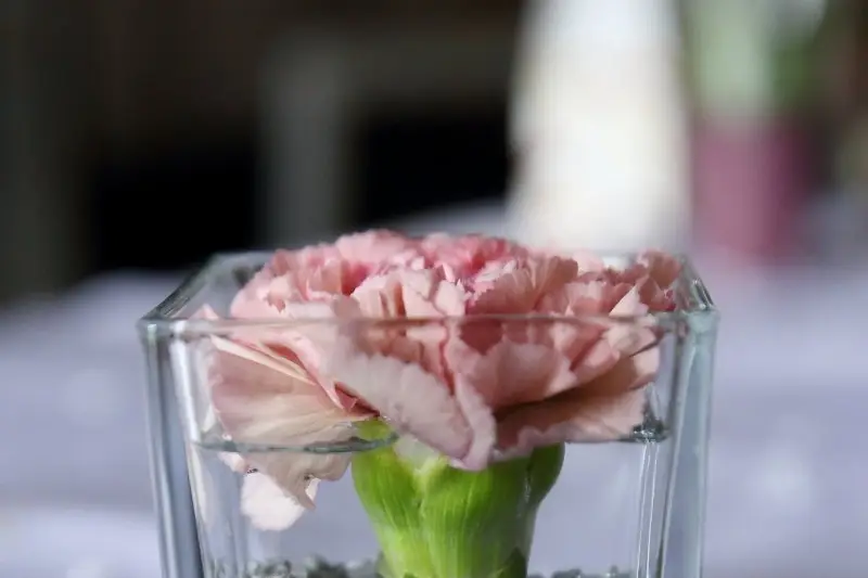 Anca Grasser — photo 3