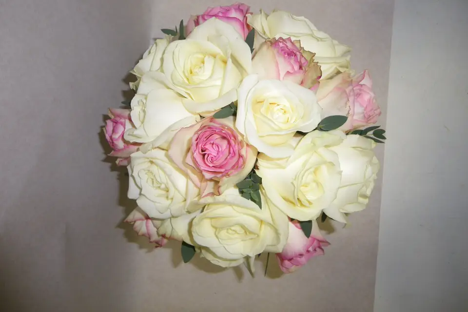 Pois de senteur — photo 1