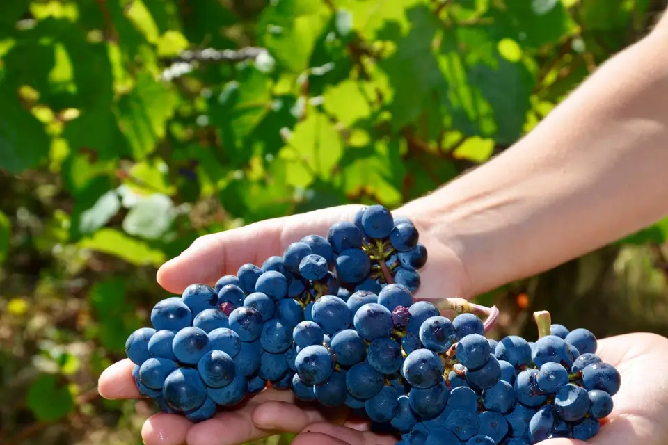 Domaine Clos Saint Jean — photo 2