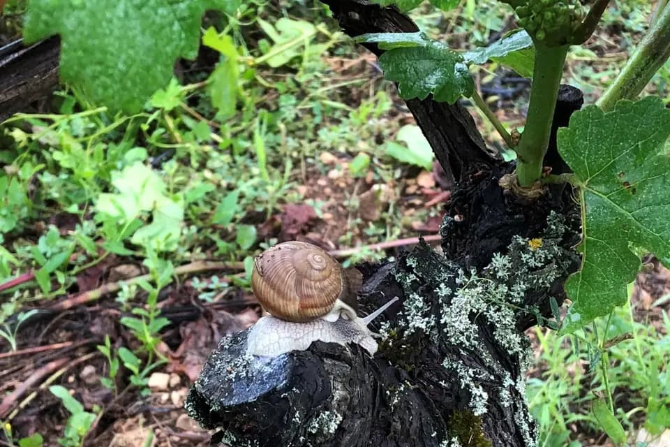 Domaine Clos Saint Jean — photo 8