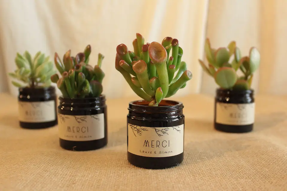 Les Contes Succulents — photo 6