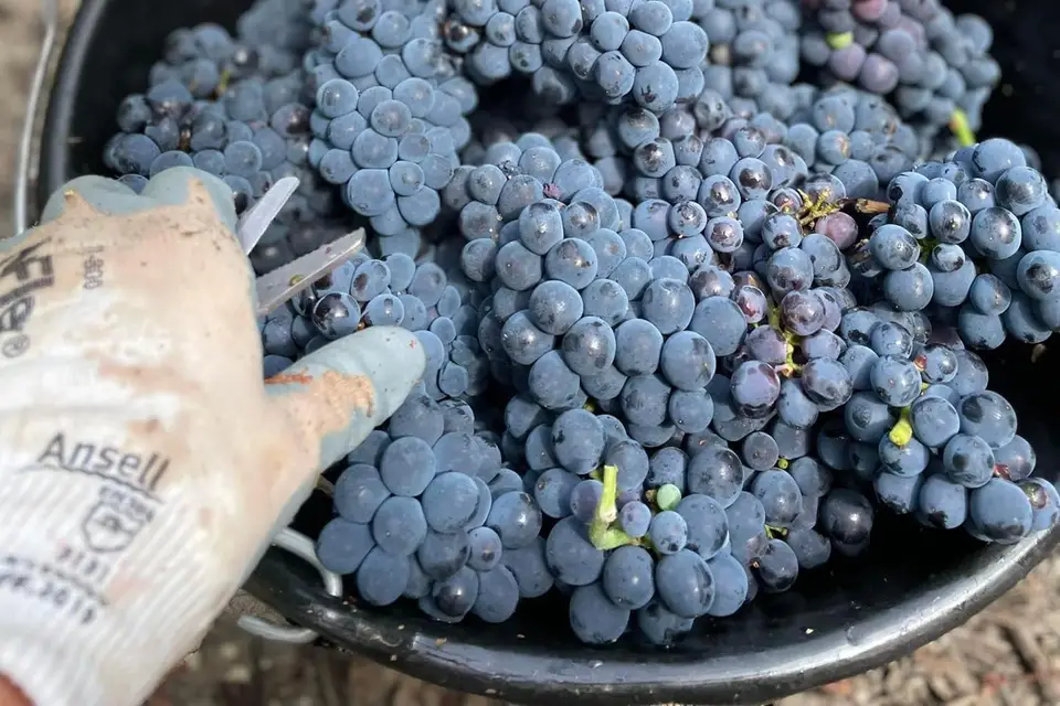 Champagne Berjot Fils — photo 3