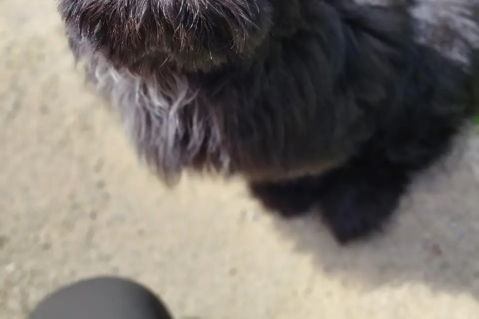 Les Papattes'ouf - Pet Sitting — photo 6