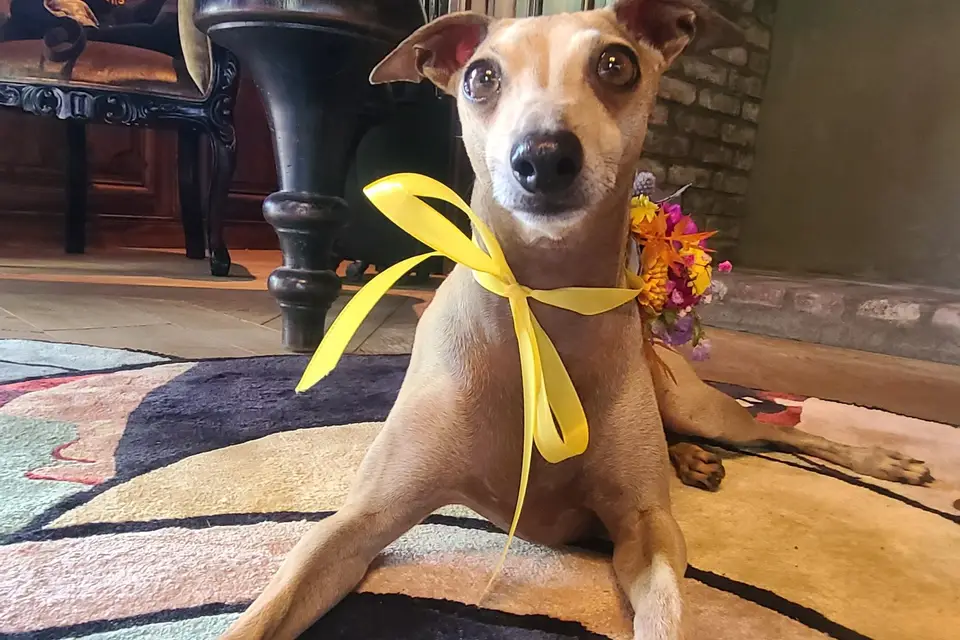 Les Papattes'ouf - Pet Sitting — photo 8