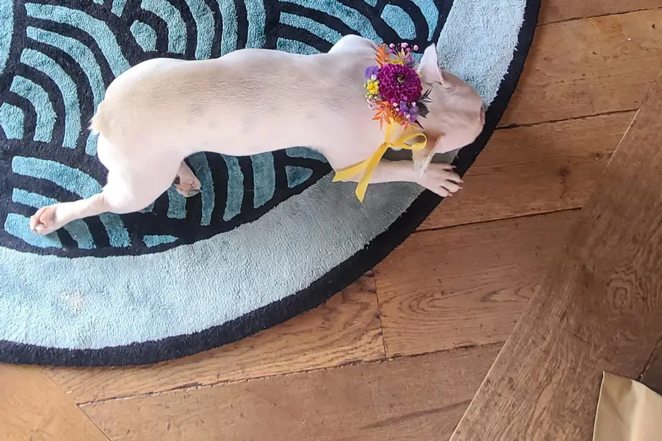 Les Papattes'ouf - Pet Sitting — photo 7