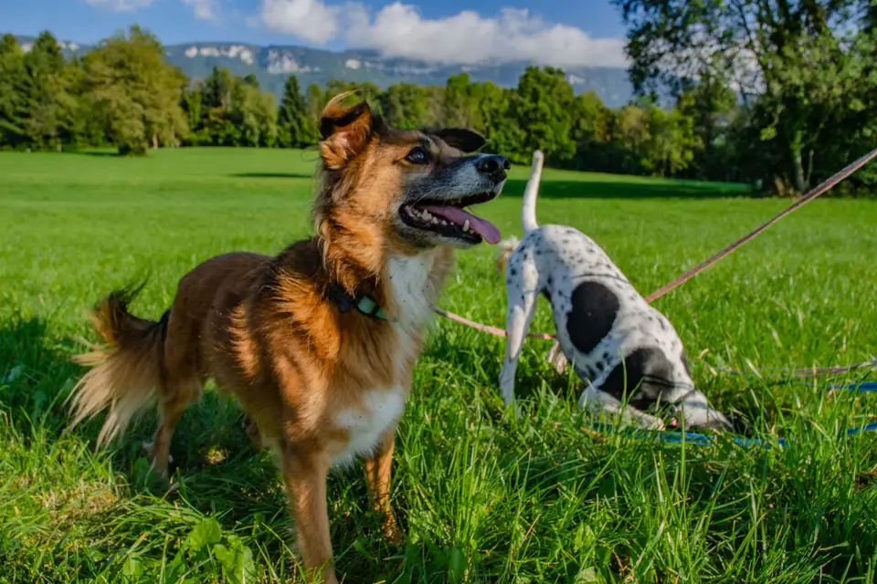 Les Papattes'ouf - Pet Sitting — photo 2