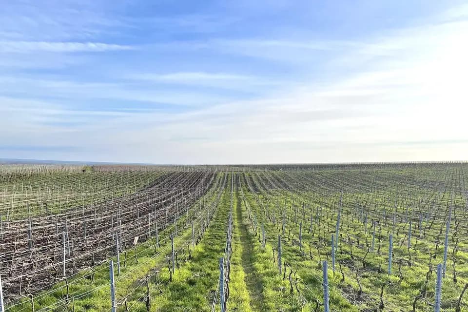 Champagne Vessier — photo 7