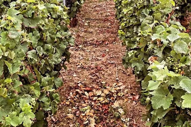 Champagne Vessier — photo 3