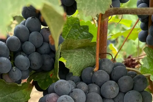 Champagne Vessier — photo 2