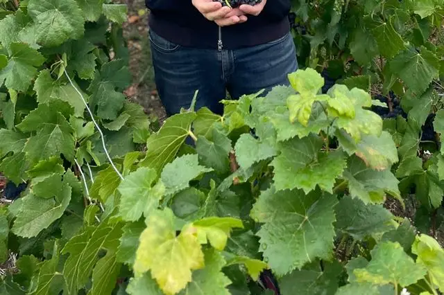 Champagne Vessier — photo 6