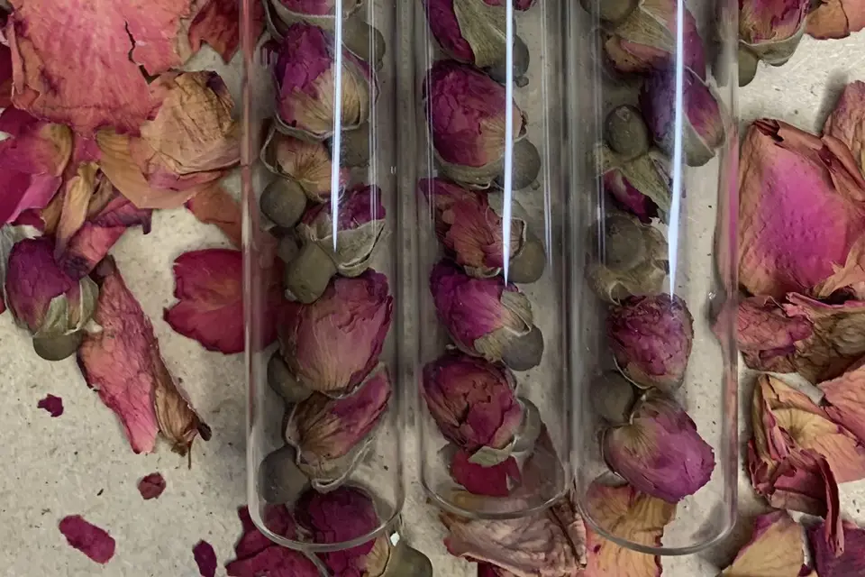 Paradis Rose — photo 2