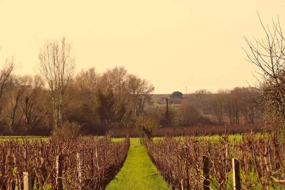 Bordeaux Organic Wines — photo 6