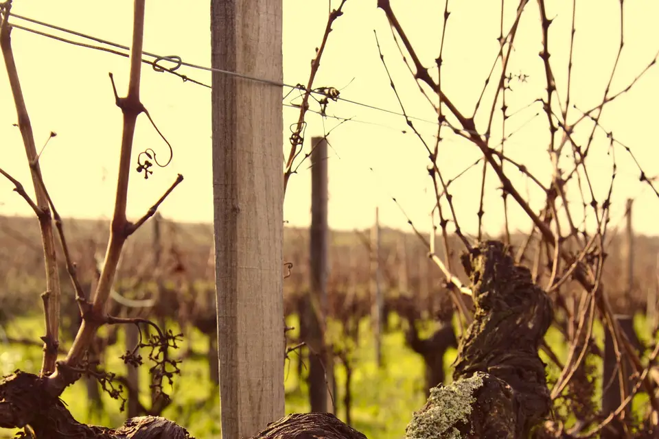 Bordeaux Organic Wines — photo 7