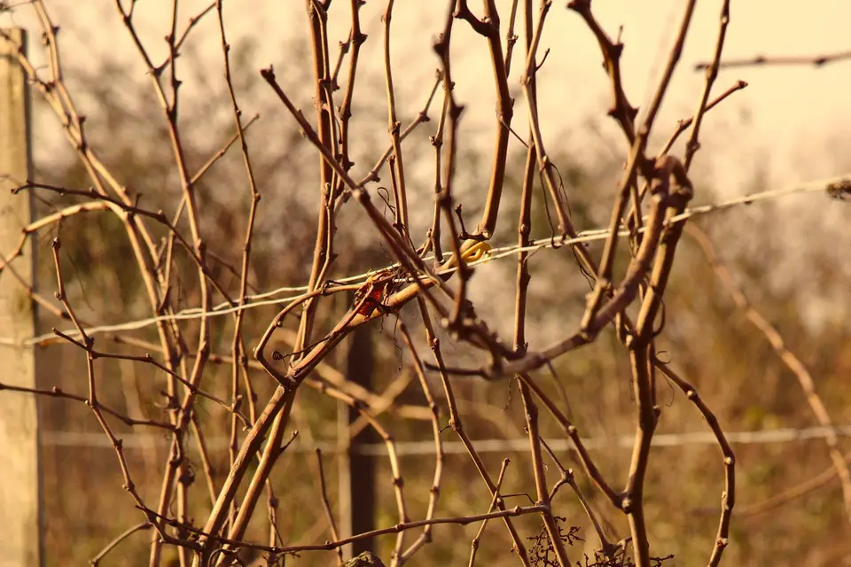 Bordeaux Organic Wines — photo 8