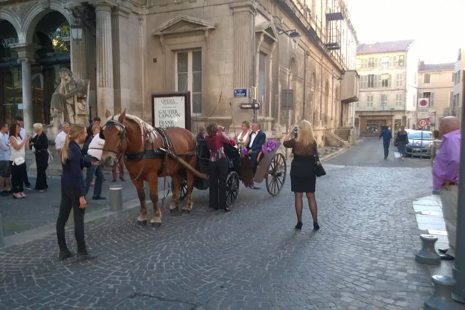 Avignon Calèches — photo 1