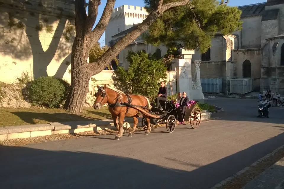 Avignon Calèches — photo 6