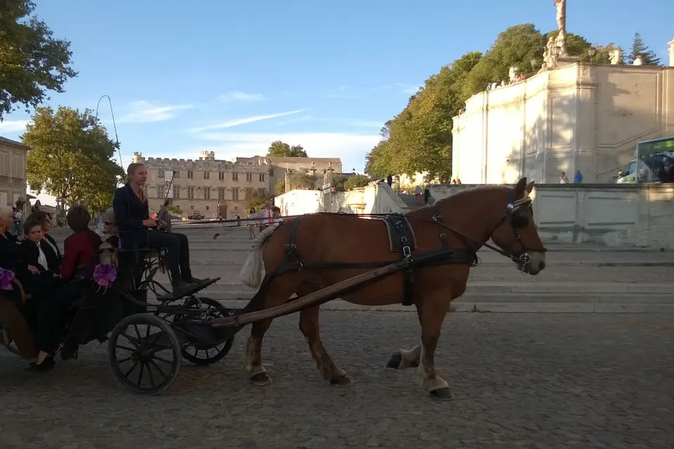 Avignon Calèches — photo 5
