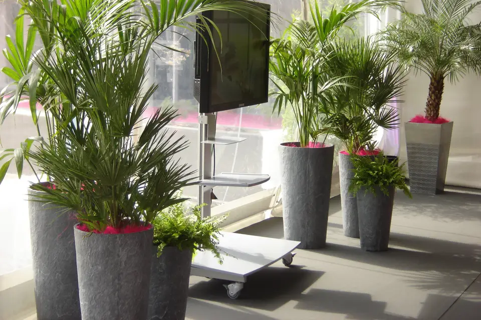 Laurent Alix — photo 6