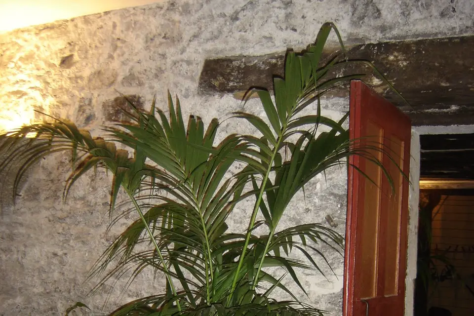 Laurent Alix — photo 3