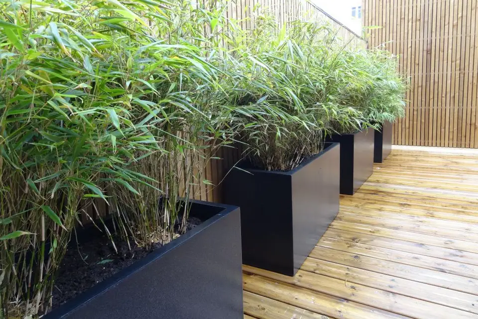 Laurent Alix — photo 8