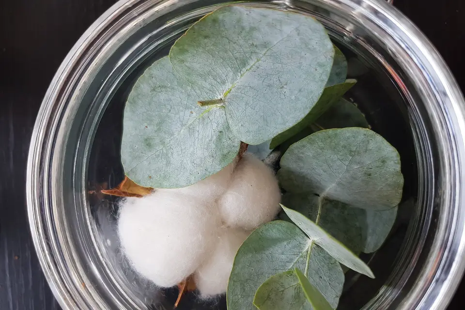 Estival Mégane — photo 3